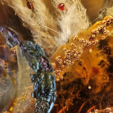 Cassie Theogene, Alive V - Flowers, tribute to Deluxe (7)